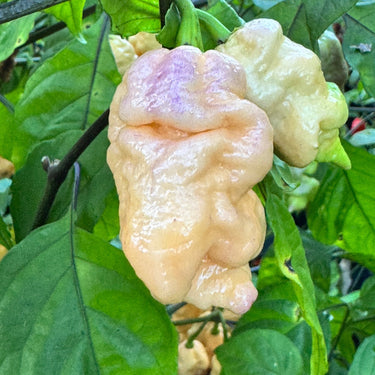 Reaper Sbagliato Purple Peach - Seeds - The Pepper Pantry (Formerly Marie Sharp's)